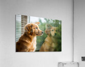 Peaceful Golden Retriever Puppy Rests By Rainy Window Acrylic Print