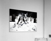 Boston Terrier Puppy Happy Despite Sandy Mess Acrylic Print
