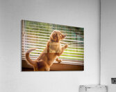 Golden Retriever Puppy Watches Rain Through Window Impression acrylique