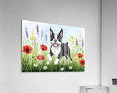Boston Terrier Puppy Discovers Wildflower Meadow Impression acrylique