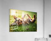 Tired Yorkshire Terrier Heads Home Acrylic Print