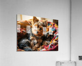 Yorkshire Terrier Puppy Sleeps Peacefully In Blankets Acrylic Print