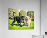 Tired Cane Corso Puppy Says Goodbye Acrylic Print