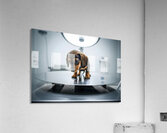 Relieved Dachshund Puppy After The Weighing Visit Acrylic Print