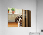 Happy Puppy Emerging From Curtain Hideout Acrylic Print