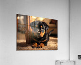 Rottweiler Puppy Joins The Family Fun Acrylic Print