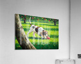 German Shorthaired Pointer Puppy Discovers Apple Orchard Acrylic Print
