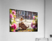 Bulldog Puppy Waits By School Gate Acrylic Print