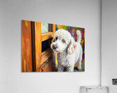 Poodle Puppy Discovers The Mail Slot Acrylic Print