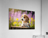 Beagle Puppy Claims His Royal Throne Acrylic Print