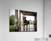 Joyful Rottweiler Puppy Wags Tail Under Porch Impression acrylique