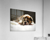 Bulldog Puppy Perfect Portrait Pose Acrylic Print
