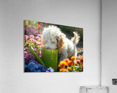Free Poodle Puppy Sits By Overturned Watering Can Acrylic Print