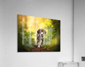 German Shorthaired Pointer Puppy Explores Forest Trail Acrylic Print