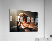 Dachshund Puppy Arrives At The Veterinary Clinic Acrylic Print