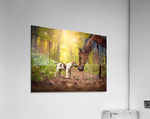 German Shorthaired Pointer Puppy Befriends Trail Horse Acrylic Print
