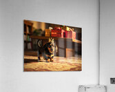 Dachshund Puppy Gets Ready For Birthday Celebration Acrylic Print