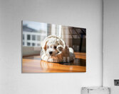 Bichon Frise Puppy Peeking From Sweater Sleeve Impression acrylique