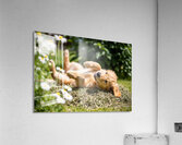 Herby Golden Puppy After Rolling Session Impression acrylique