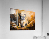 Pug Puppy Falls Asleep After Evening Entertainment Acrylic Print