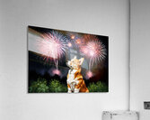 Happy Corgi Puppy Wags Tail After Fireworks End Acrylic Print