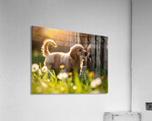 Golden Retriever Puppy Discovers Park Fence Acrylic Print