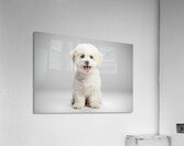 Focused Bichon Frise Puppy Poses Perfectly For Camera Acrylic Print