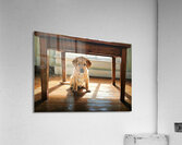 Brave Labrador Puppy Emerges After Storm Passes Acrylic Print