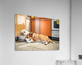 Free Corgi Puppy Celebrates His Escape Acrylic Print