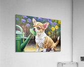 Chihuahua Puppy Discovers Garden Watering Can Acrylic Print
