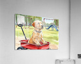 Happy Puppy Relaxes After Fun Adventure Acrylic Print