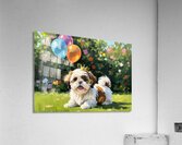 Shih Tzu Puppy Gets Ready For Birthday Party Acrylic Print