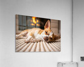 Chihuahua Puppy Falls Asleep By The Fire Impression acrylique