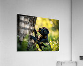 Cane Corso Puppy Spots Squirrel At Tree Base Impression acrylique