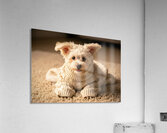 Proud Bichon Frise Puppy Wearing Cozy Sweater Acrylic Print