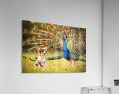 Chihuahua Puppy Tries To Copy Peacocks Elegance Acrylic Print