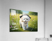 Bichon Frise Puppy Discovers Pirate Treasure Map Acrylic Print