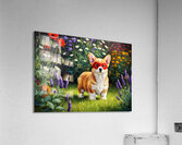 Corgi Puppy Discovers Superhero Mask In Bedroom Acrylic Print