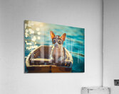Chihuahua Puppy At Lake With Aviator Goggles Acrylic Print