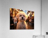 Bichon Frise Puppy Rests After Fun Evening Acrylic Print