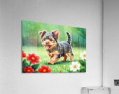 Content Yorkshire Terrier Puppy Rests After Raindrop Adventure Acrylic Print