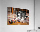 Border Collie Puppy Discovers Perfect Hiding Spot Acrylic Print