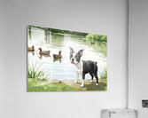 Boston Terrier Puppy Discovers A Peaceful Pond Acrylic Print