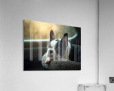 Boston Terrier Puppy Sees Sunshine After The Rain Impression acrylique