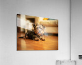 Yorkshire Terrier Puppy Caught Climbing Forbidden Sofa Impression acrylique