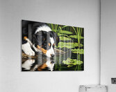 Australian Shepherd Puppy Discovers A Quiet Pond Acrylic Print