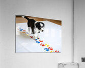 Border Collie Puppy Proudly Shows Off Finished Paw Art Impression acrylique