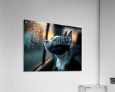 Boston Terrier Puppy Watches Rain From Car Window Acrylic Print
