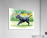 Content Cane Corso Puppy Rests After Rain Play Impression acrylique