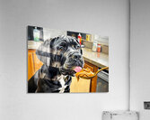 Curious Cane Corso Puppy Discovers New Treat Acrylic Print